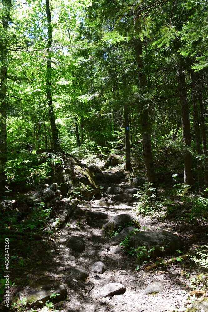 Park of the Doncaster river in southern Quebec Park of the Doncaster river in southern Quebec
