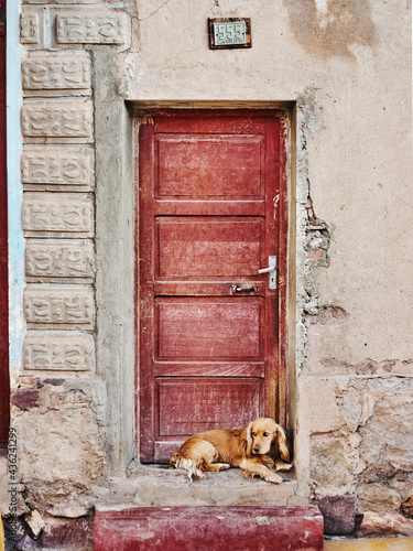 Dog in front of red door. © BROTEstudio