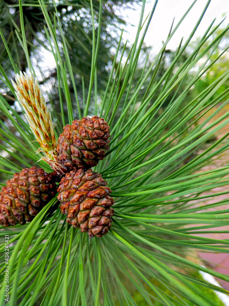 three small pine cones on a tree branch among green needles, pine flowering three small pine cones on a tree branch among green needles, pine flowering