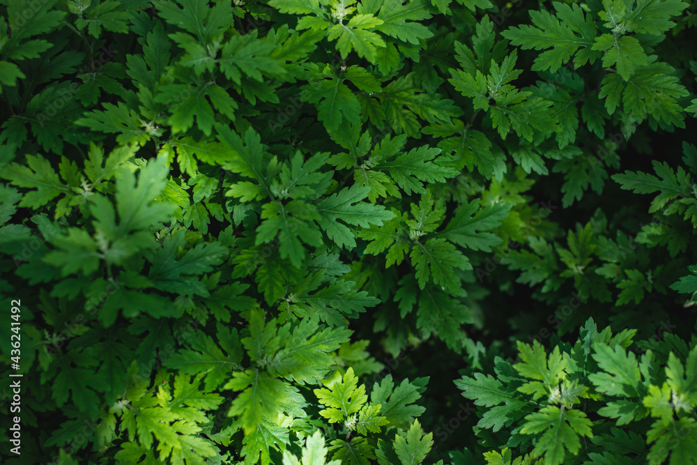 The leaves are green ornamental plants in the garden on a sunny day. Green plant background. The leaves are green ornamental plants in the garden on a sunny day. Green plant background.