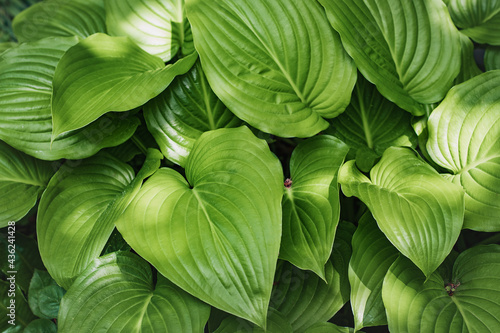 Host plant with beautiful green leaves on a sunny day. Hosta (lat. Hosta) is a perennial herbaceous plant with large leaves in the garden.