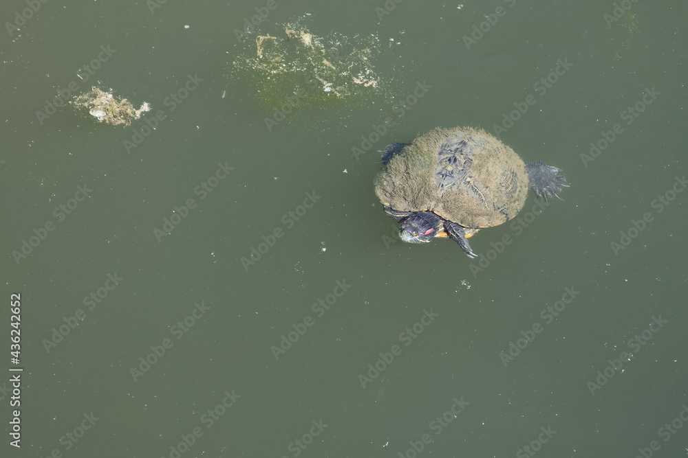 A Red-Eared Slider floating in green water with its back covered with algae A Red-Eared Slider floating in green water with its back covered with algae