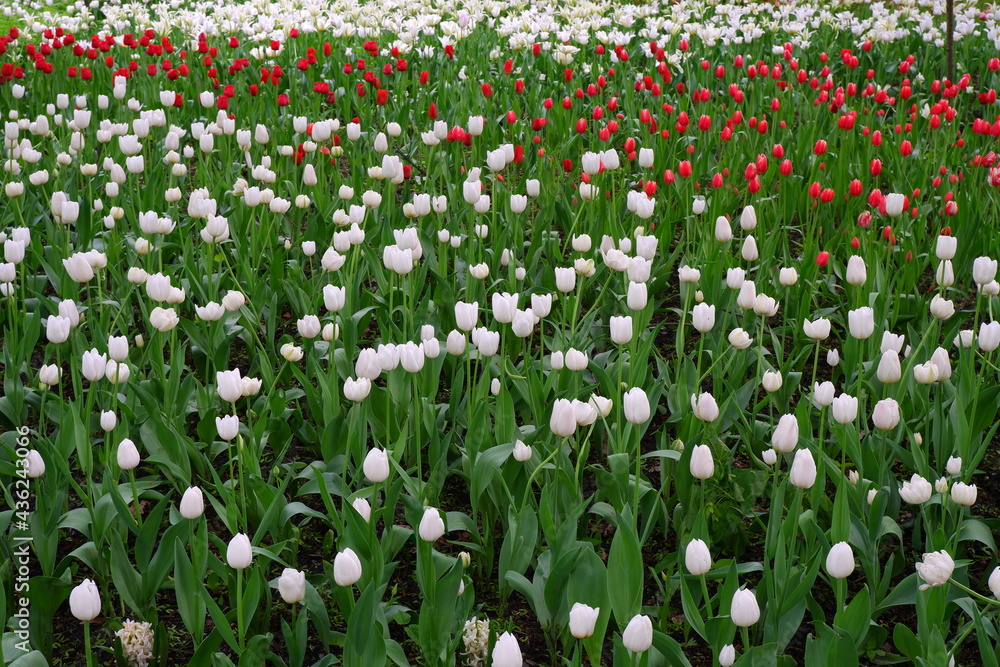 A meadow of tulips. Beautiful flowers in the garden. Suitable for backgrounds.