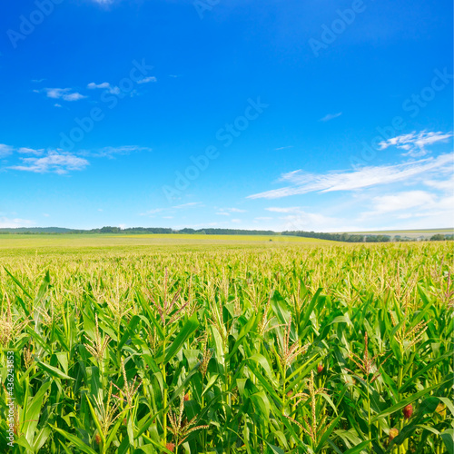 Corn field and blue sky.