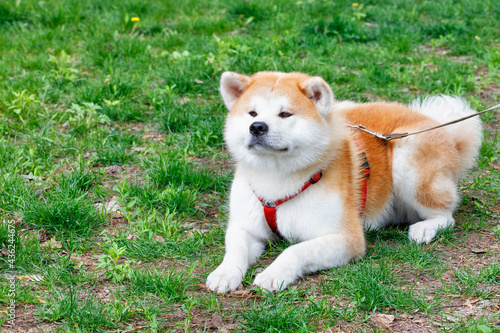 A cute Akita Inu dog lies on the green grass of the city lawn.