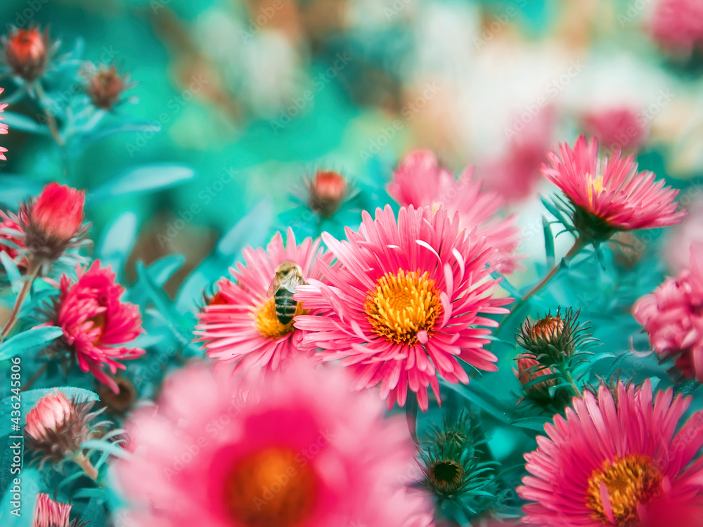 Beautiful flowers on a blurred natural background. Beautiful flowers on a blurred natural background.