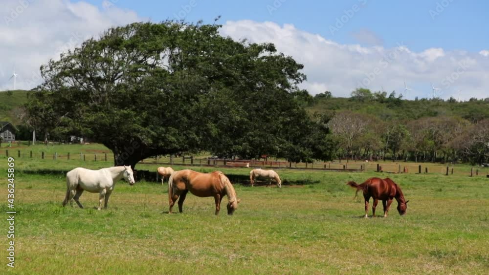Slow Motion Lockdown Shot Of Horses Grazing In Farm On Sunny Day Against Cloudy Sky - Oahu, Hawaii Slow Motion Lockdown Shot Of Horses Grazing In Farm On Sunny Day Against Cloudy Sky - Oahu, Hawaii