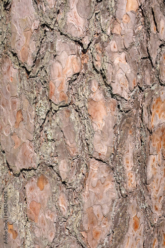Fototapeta Naklejka Na Ścianę i Meble -  Pine bark structure close up.