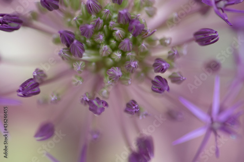 Allium Blütenkopf close up, lila/grün Touch