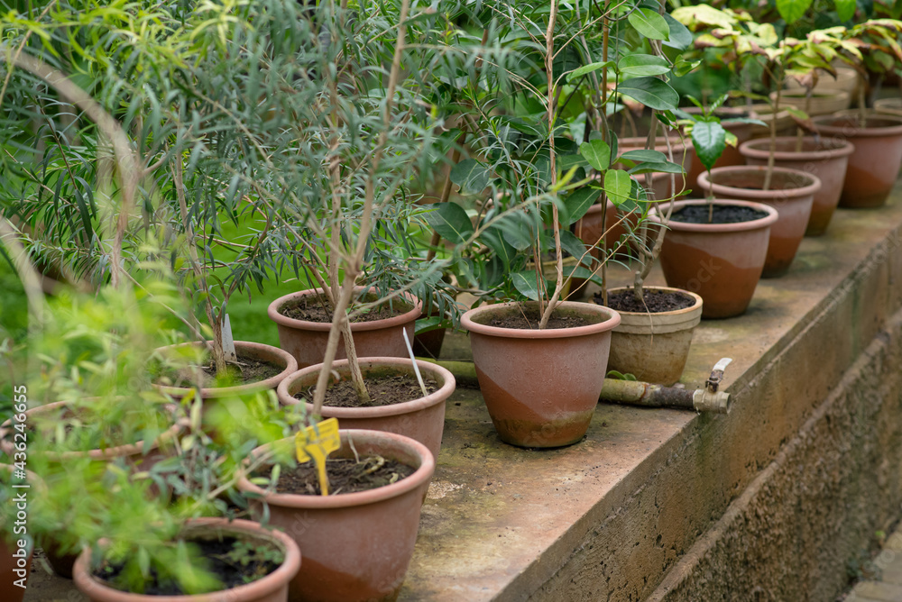 Many different pots of plants in the botanical garden Many different pots of plants in the botanical garden