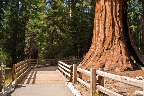 Giant Forest Path