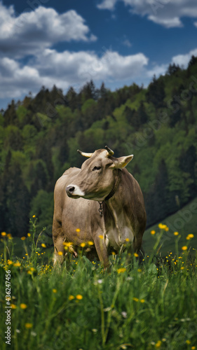 Kuh steht auf einer Blumenwiese