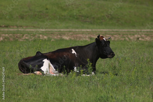 Cows Graze in a Meadow