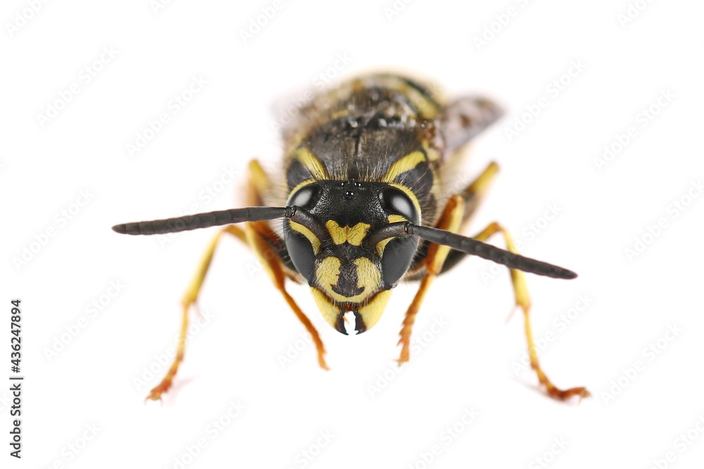 Common wasp, Vespula vulgaris isolated on white background, Common wasp, Vespula vulgaris isolated on white background,