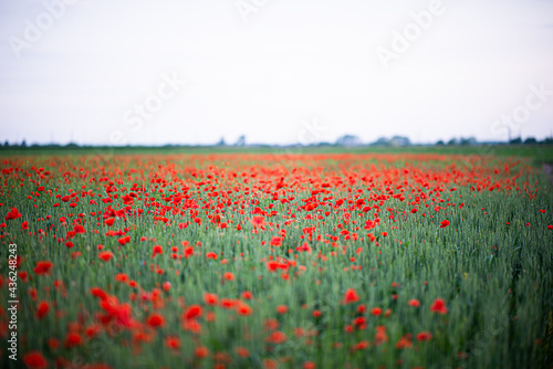 field of poppies