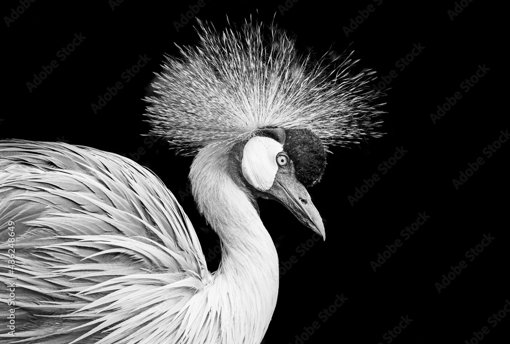 Fototapeta premium African Crowned Crane - Balearica regulorum gibbericeps