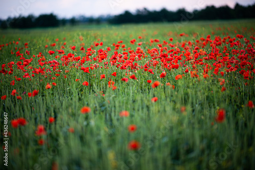 field of red poppies in spring