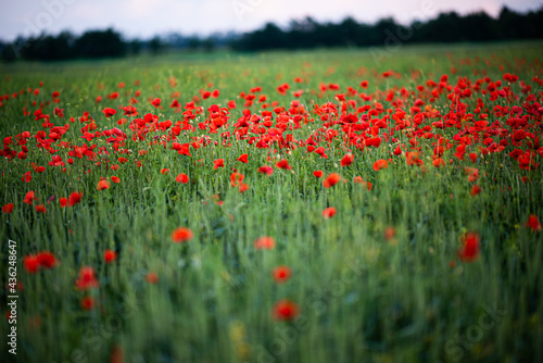 field of red poppies in spring © Sandra