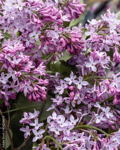Close up of natural purple blooming lilac flowers in May