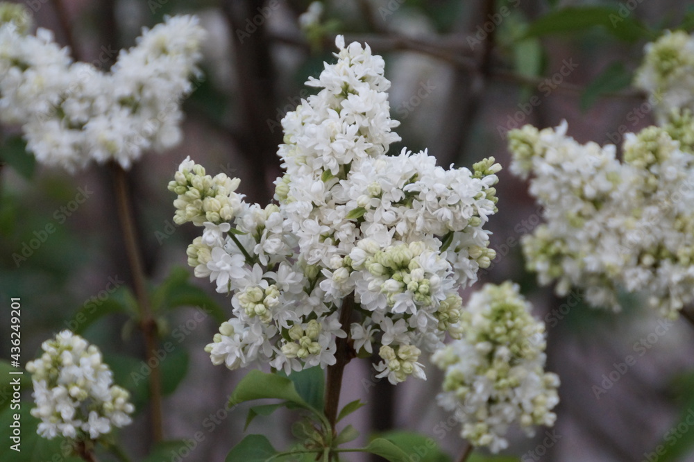 lilac flowers lilac flowers