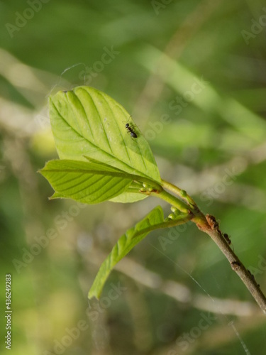 Leaf and black ant, morning walk in forest © jakub_g95