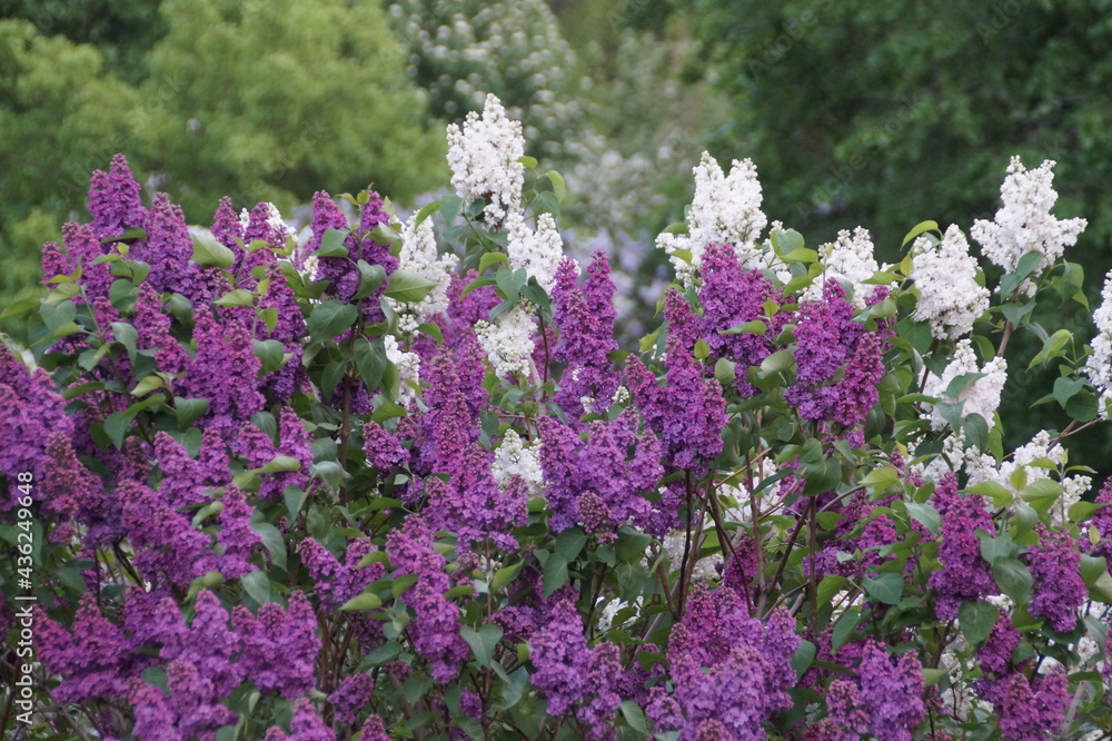 lilac bush