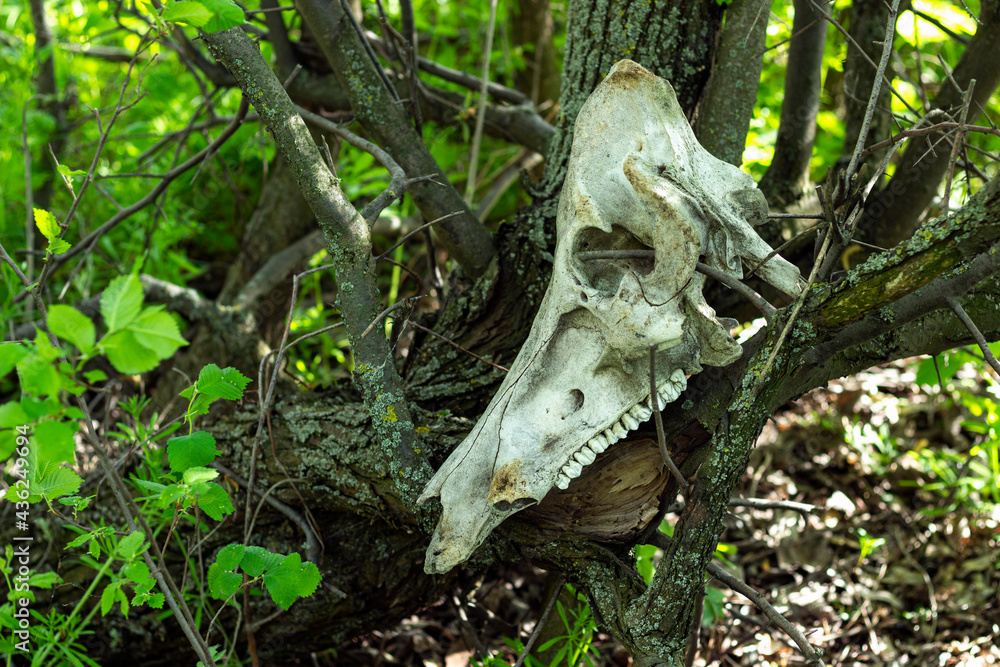 Old wild boar skull in the forest