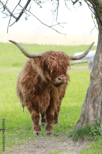 Cute looking highland cattle in lower franconia.