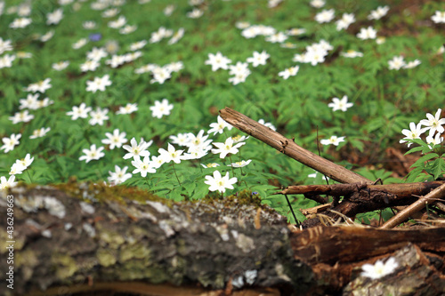 beautiful snowdrops in early spring in the forest 