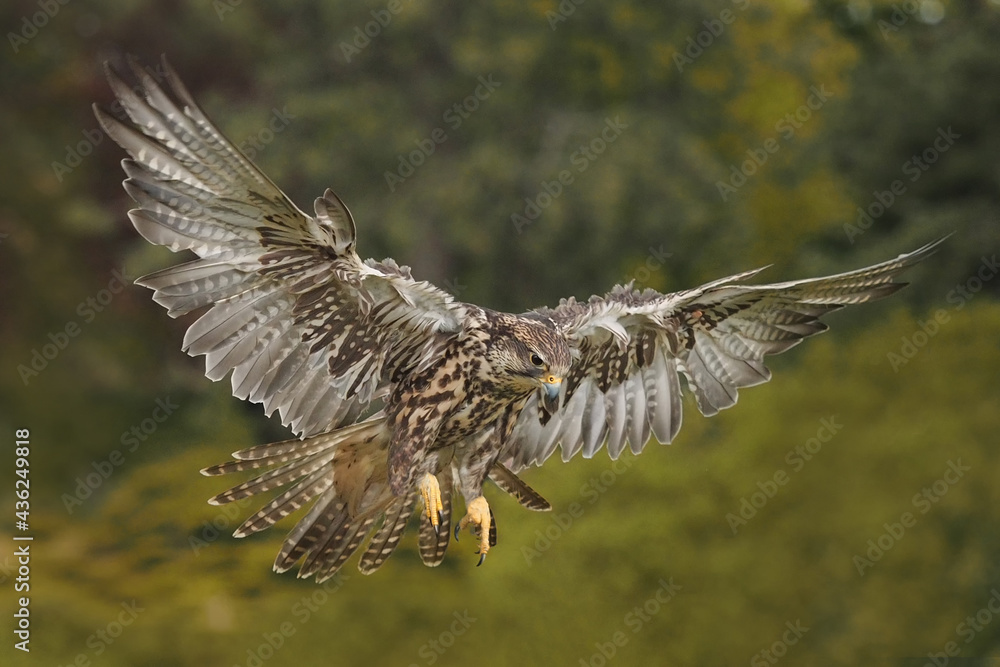 Fototapeta premium Sakerfalke im Flug vor grünem hintergrund, falco cherrug