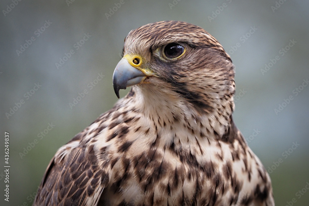 Sakerfalke als Portrait, Seitenansicht, falco cherrug Sakerfalke als Portrait, Seitenansicht, falco cherrug