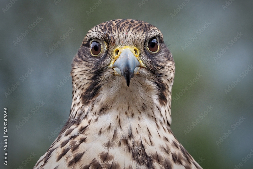 Sakerfalke als Portrait, frontal mit Blick in die Kamera, falco cherrug Sakerfalke als Portrait, frontal mit Blick in die Kamera, falco cherrug