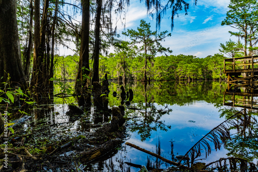reflection in Caddo Lake reflection in Caddo Lake