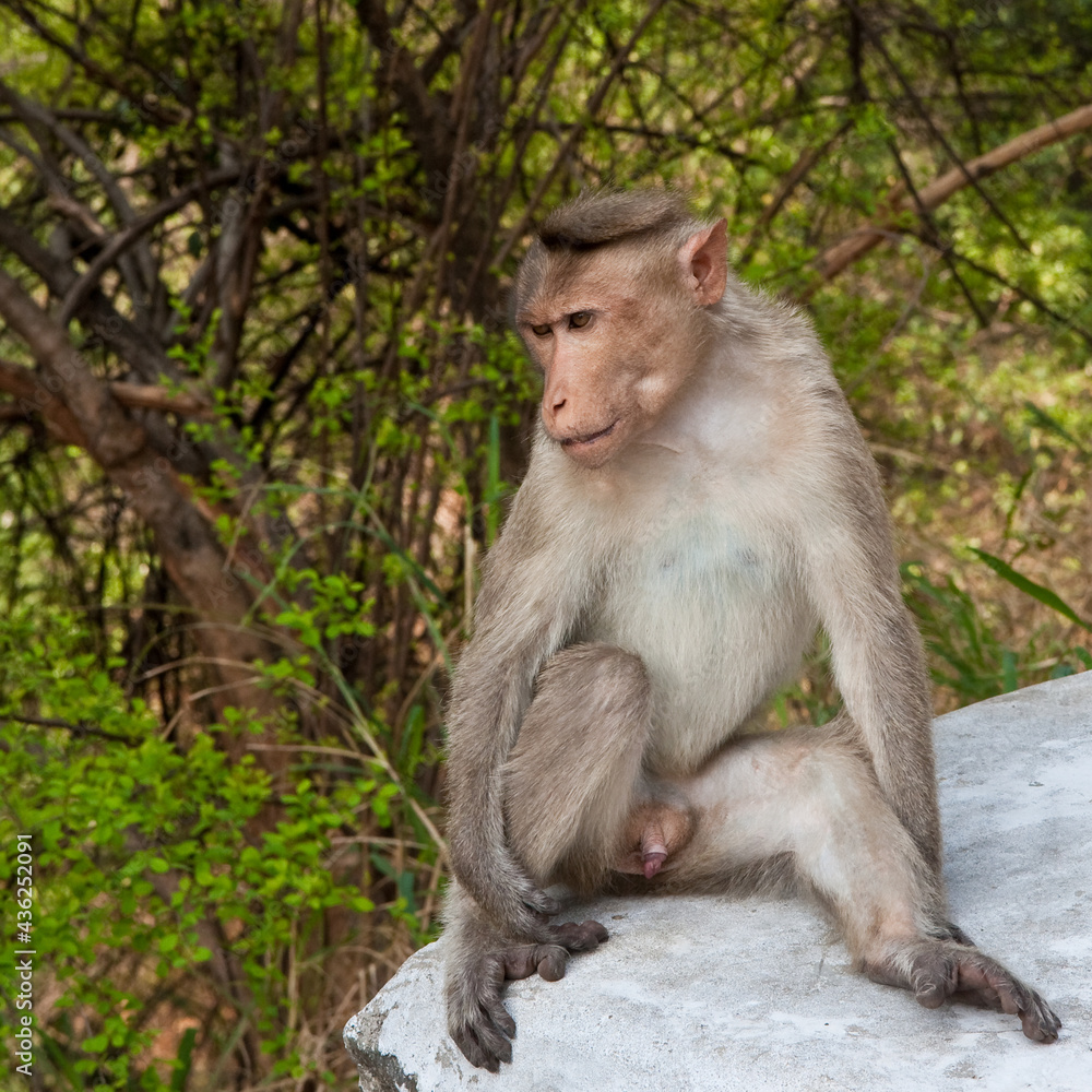 Fototapeta premium Bonnet Macaque by the Roadside