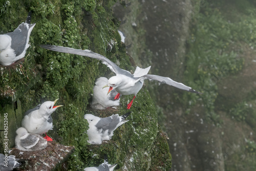 Red-legged Kittiwake (Rissa brevirostris) with chicks at colony in St. George Island, Pribilof Islands, Alaska, USA photo