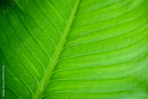 Green Leaf Texture background 