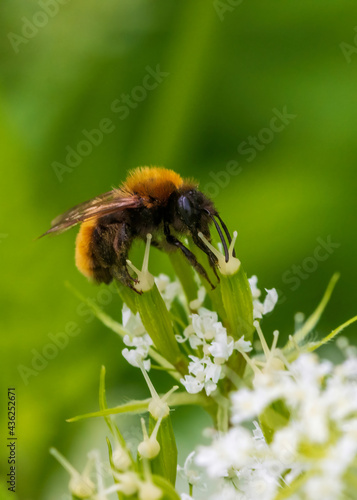 bee on a flower © Ingemar
