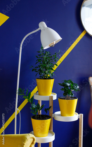indoor plants in the interior
