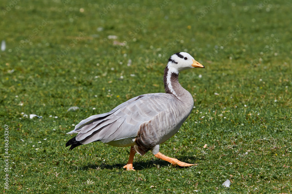 Feral Bar-headed Goose (Anser indicus) in park, Keil, Schleswig-Holstein, Germany Feral Bar-headed Goose (Anser indicus) in park, Keil, Schleswig-Holstein, Germany