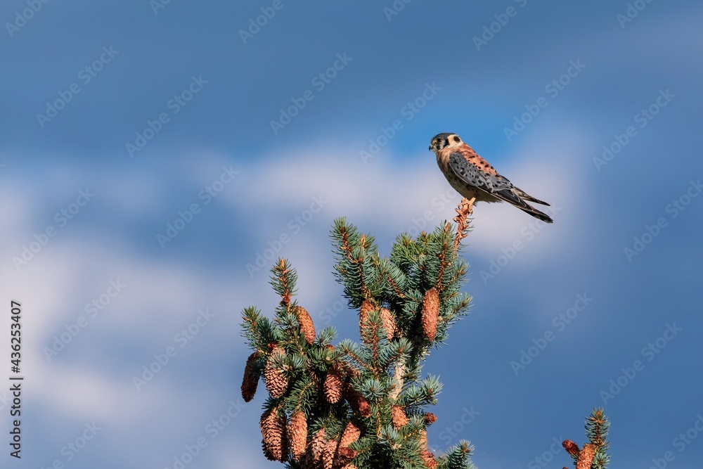 Portrait of an American Kestrel atop a Blue Spruce tree filled with pine cones, framed by an ominous, yet beautiful changing sky.