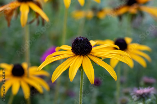 Black-Eyed Susan (Rudbeckia) Flower Close-Up with Dark Center