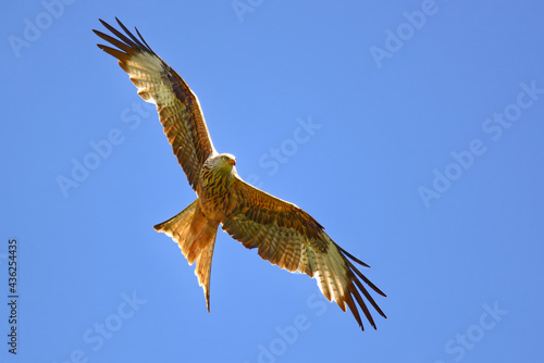 Rotmilan im Anflug  Milvus milvus    Red kite