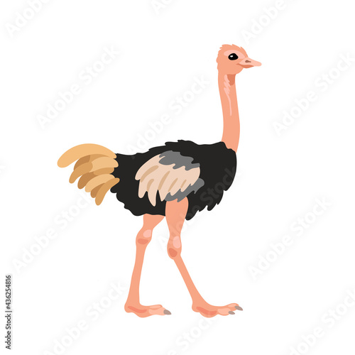 Ostrich in flat style isolated on white background. Cartoon ostrich. African animal zoo bird. Vector illustration.
