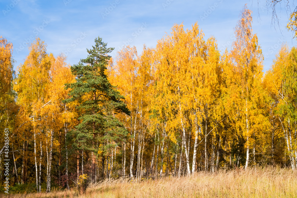 Golden fall. Silver Birch (Betula pendula) and Scots Pine (Pinus sylvestris) in deciduous forest in Central Russia