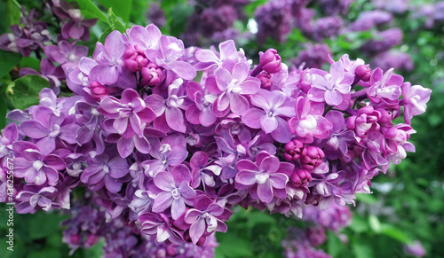 Close up view of vibrant pink lilac flowers in spring