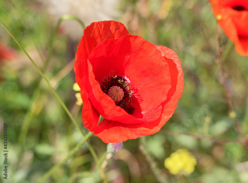 vibrant red Poppy flower