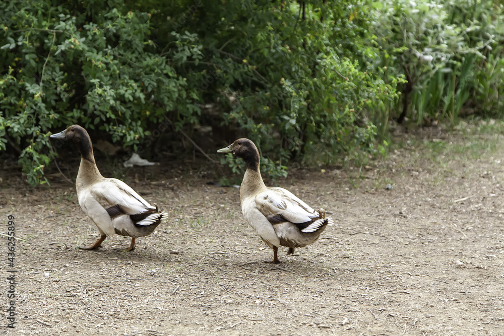 Two ducks walking Two ducks walking