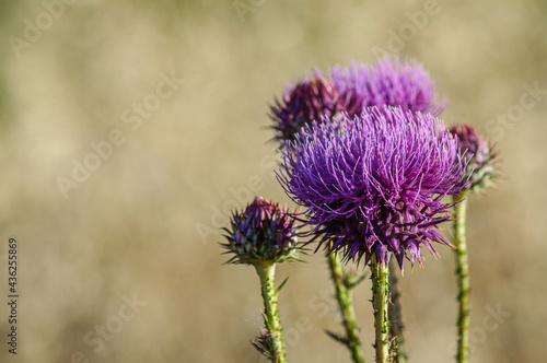 Beautiful purple large flowers and thistle thistle