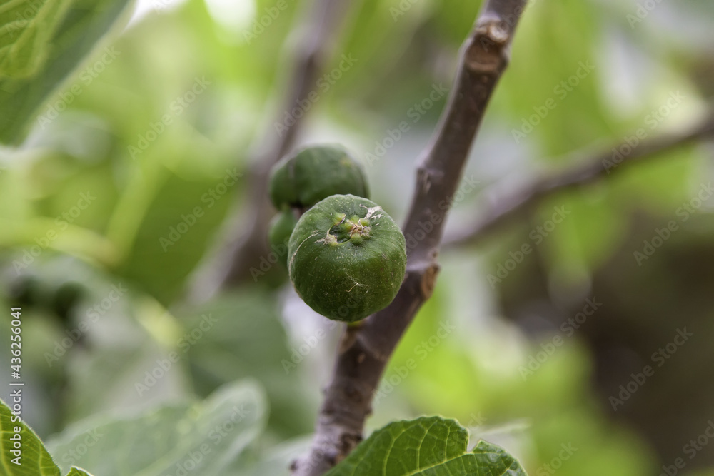 Figs on a fig tree