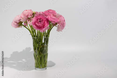 Fototapeta Naklejka Na Ścianę i Meble -  ranunculus azur deep pink in a vase on a white background